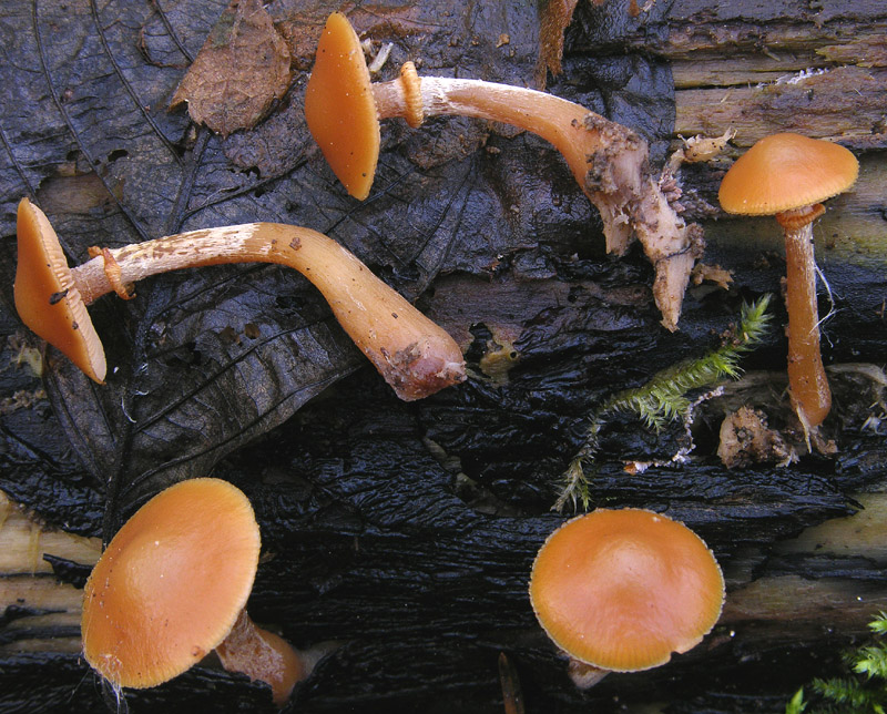 Galerina da determinare n�19.